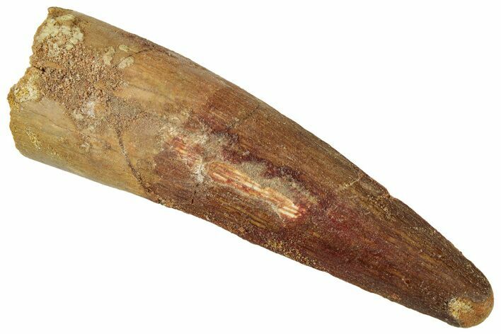 Fossil Spinosaurus Tooth - Real Dinosaur Tooth #326291